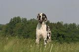 DOGUE ALLEMAND 559